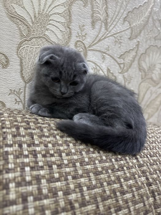 Продаётся котятка скоттиш фолд девочка.