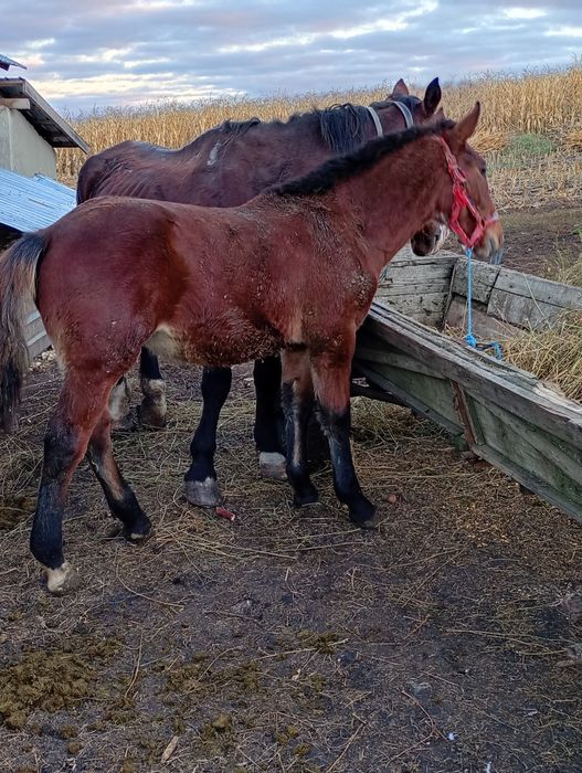 Vînd sau Schimb cu vitea înțărcată