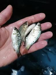 Caras viu  pentru rapitor 2.5 lei bucata