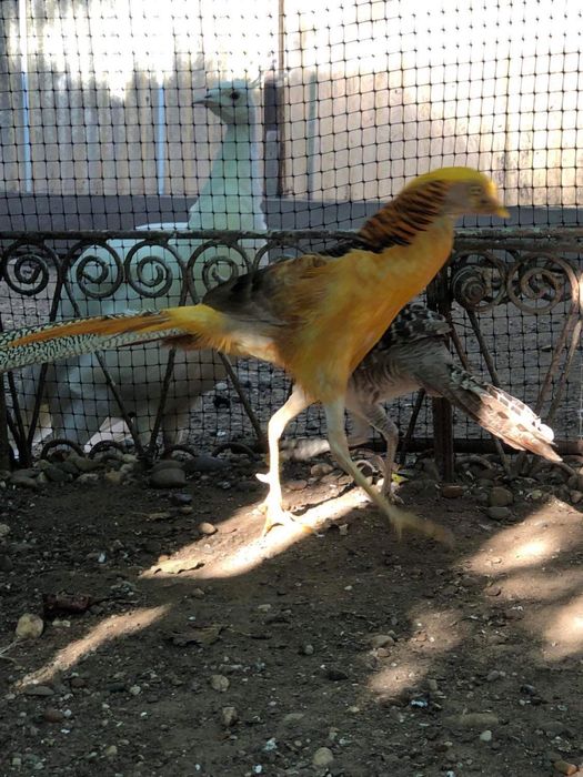 Vaud fazani si fazanite auriu pe galben