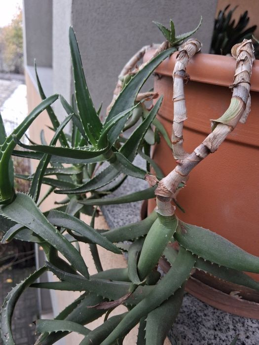 Vând aloe în ghiveci