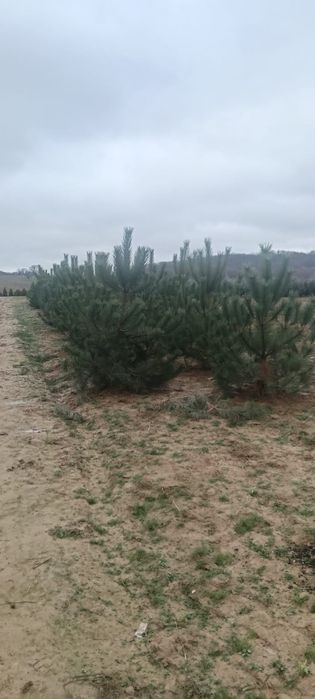 Brazi bogați ideali pentru multe ornamente