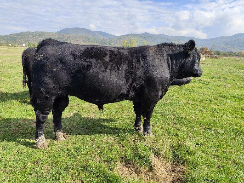 Tauri Aberdeen Angus