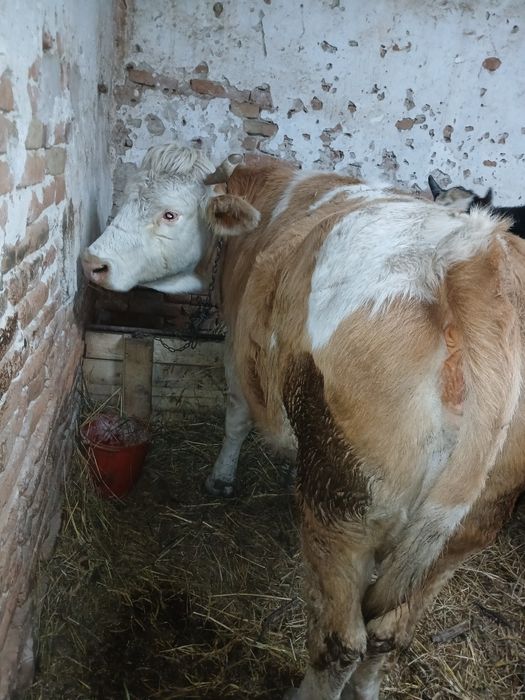 Vaca pentru sacrificat