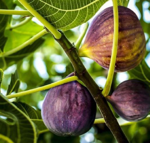 Pomi Fructiferi Exotici (Smochin )