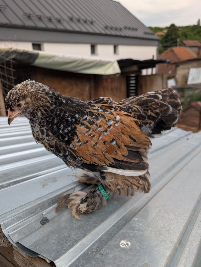 Pui găini găina oua brahma porțelan