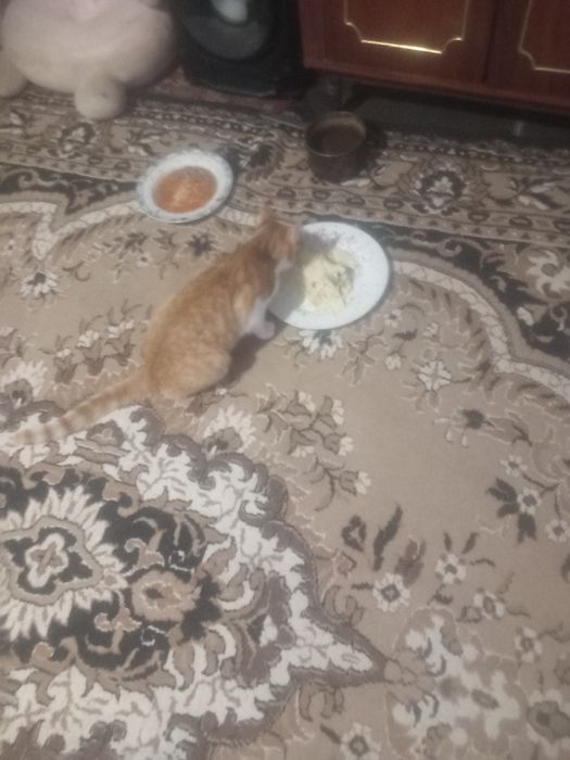 Donez pisici de rasă cine doresti