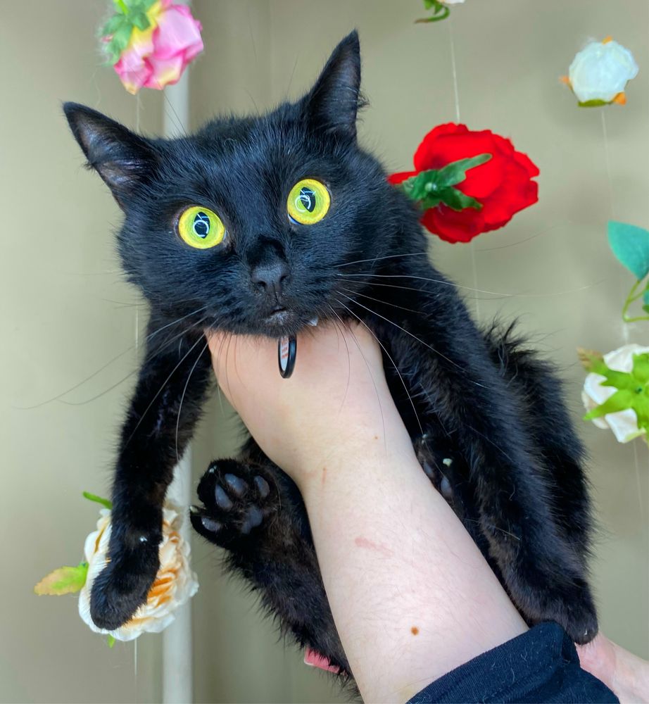 Кот по кличке Барон