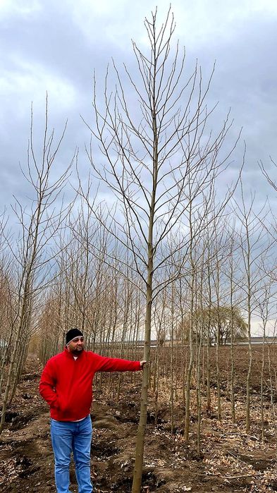 Acer platanoides, betula, tei, platan ( paltin, frasin, mesteacan )