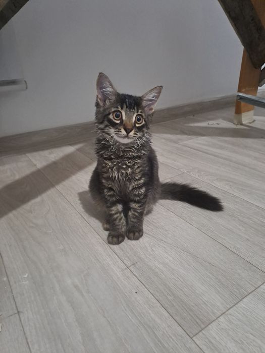 Котенок 4 месяц чистая