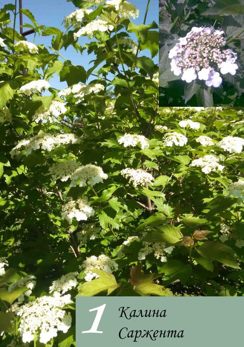 Кустарники цветущие и плодовые