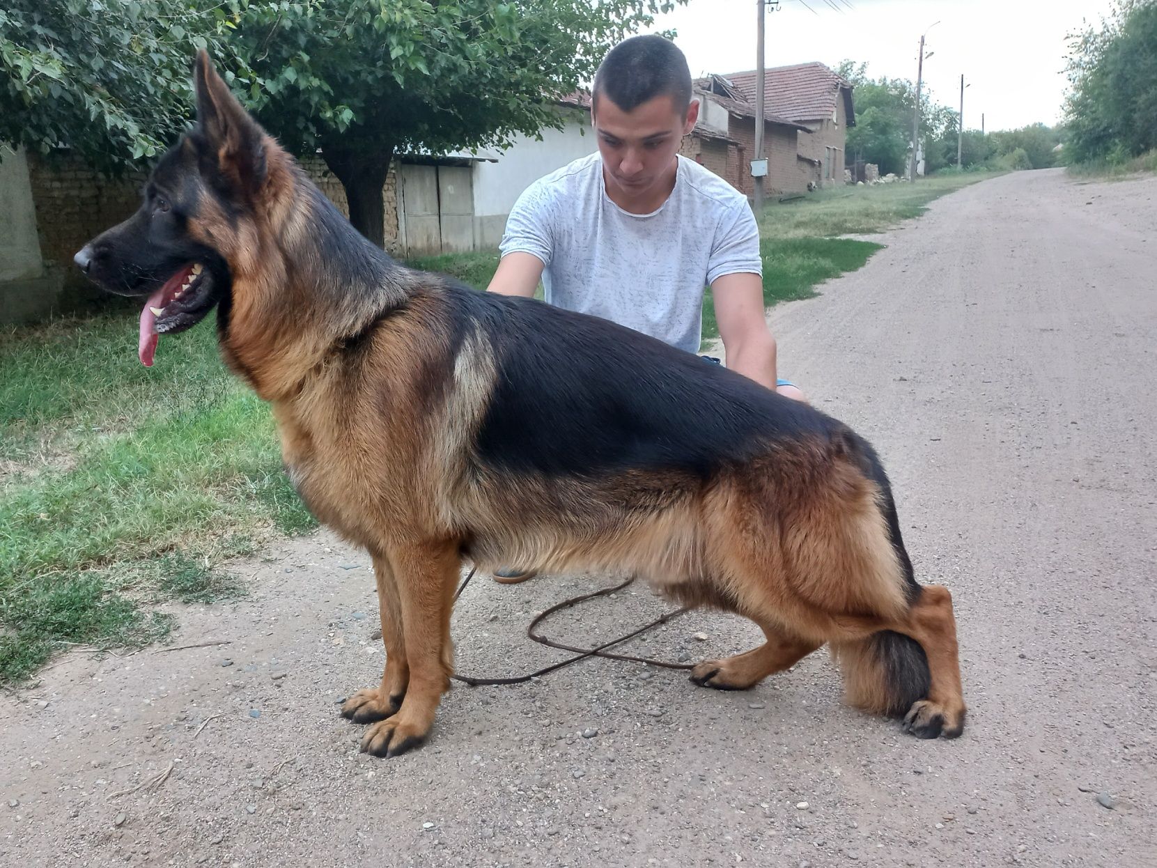 Развъдник за Немски овчарки