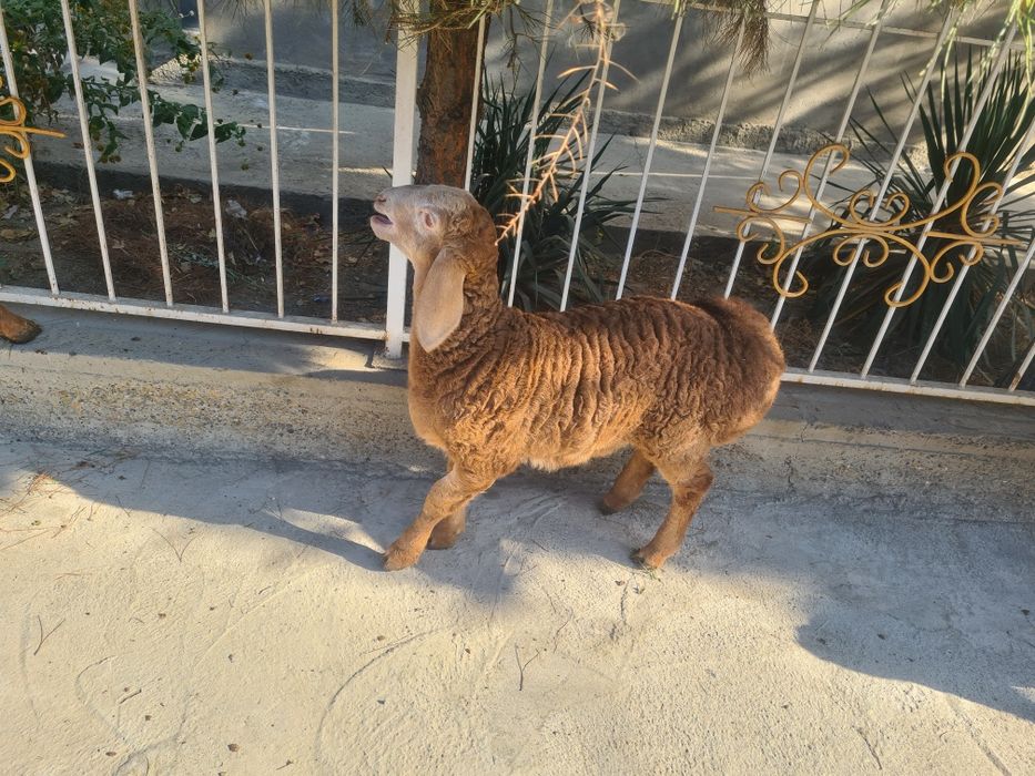 Arashan ona bola sotiladi  soglom