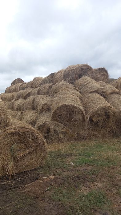 Продам луговое сено в рулонах.