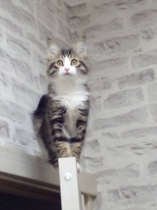 Мушук 5 ойлик 300 минг