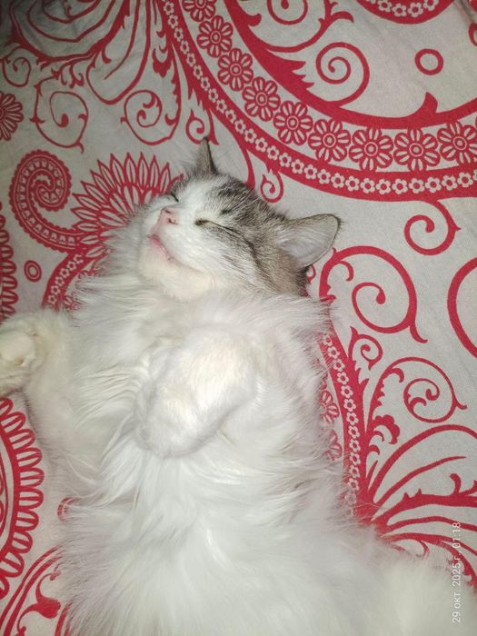 Отдам породистуюкошку