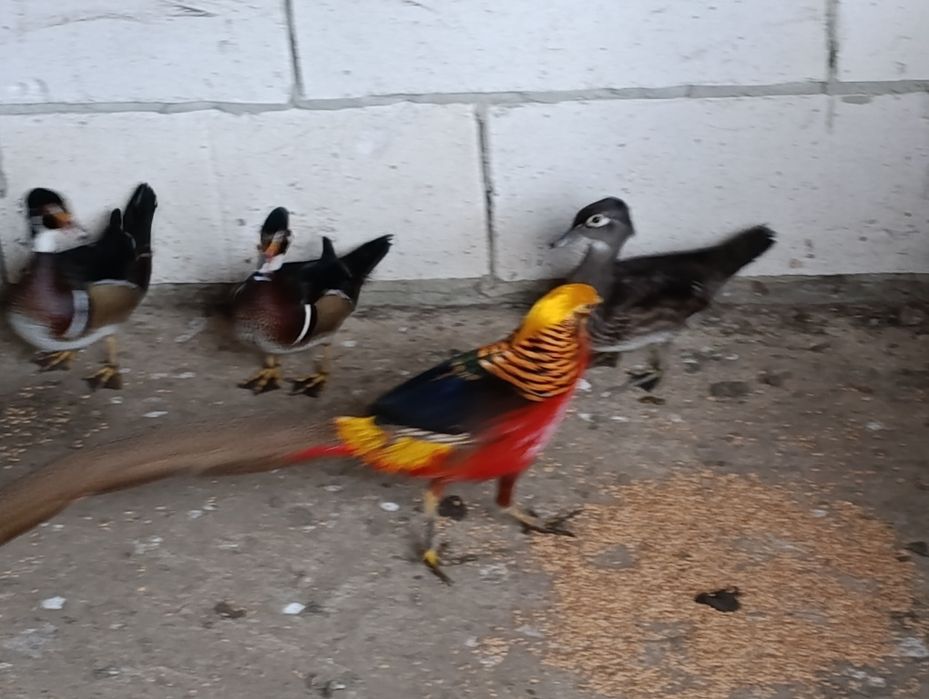 Rate Caroline de vazare