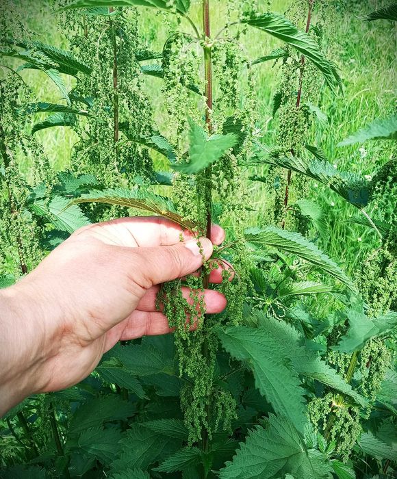 Seminte de urzica vie (Urtica dioica) pentru consum !
