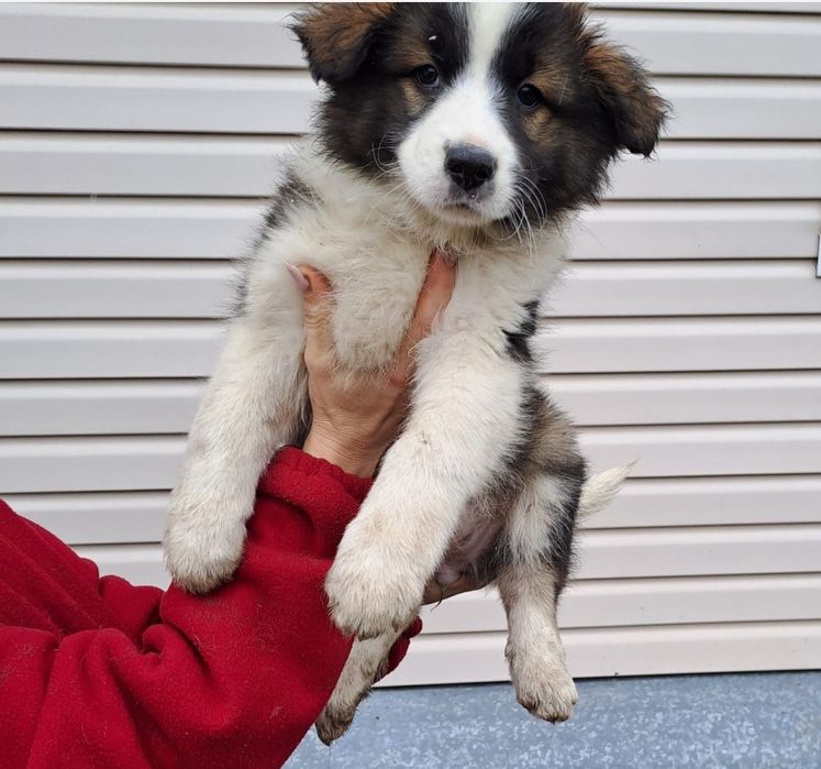 Отдам щенка в добрые руки