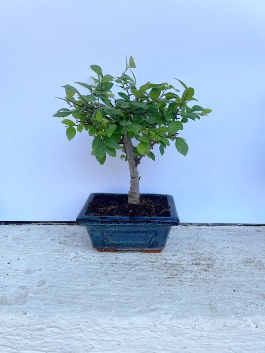 Japanese Elm bonsai - bonsai de interior