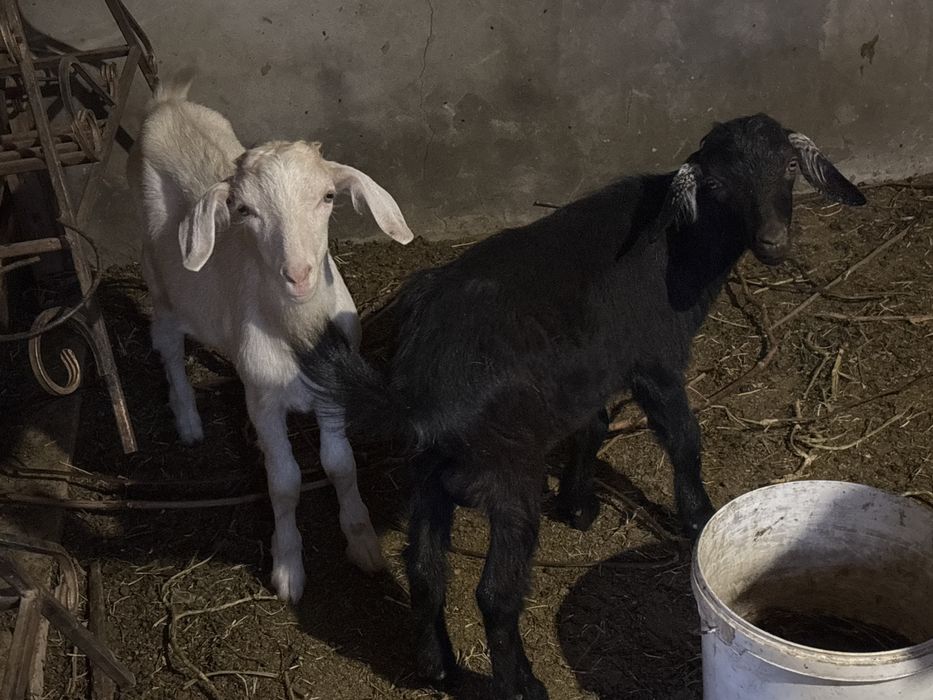 Лақтар төрт бас бағасы кеоісімді