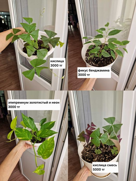 Комнатные растения/черенки/цветы от 100 тг