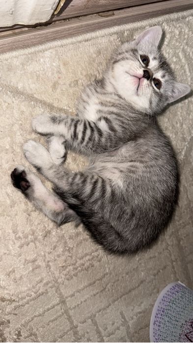 Симпатичная крошка ищет дом