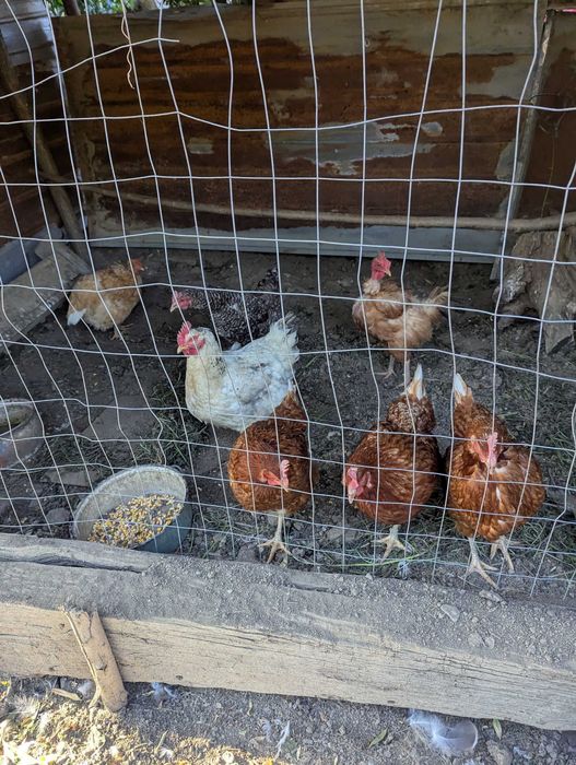 Rațe,bibilici,găini și gâște de vânzare