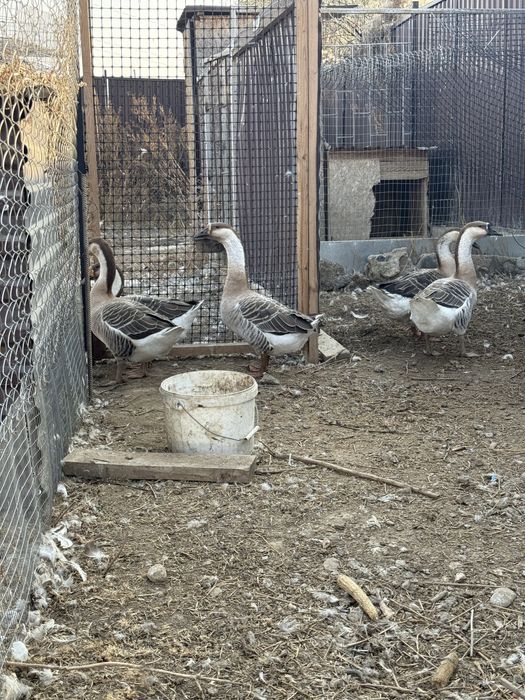 Молодые гуси самцы