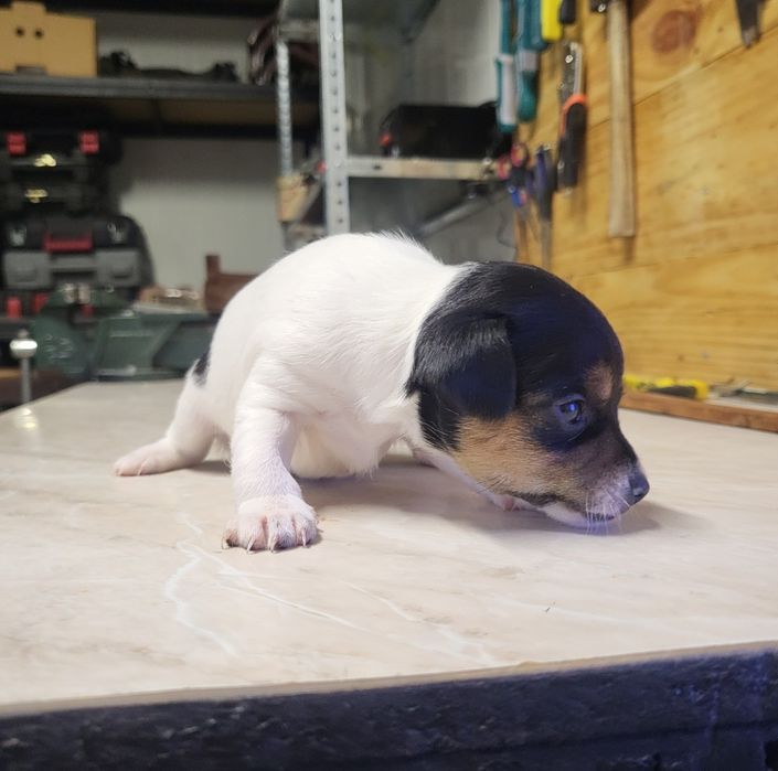 Пинчери сърнист бял