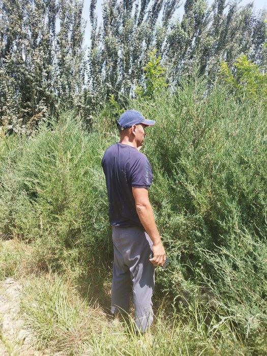 Ассалому-алайкум мажвинник арча сотилади