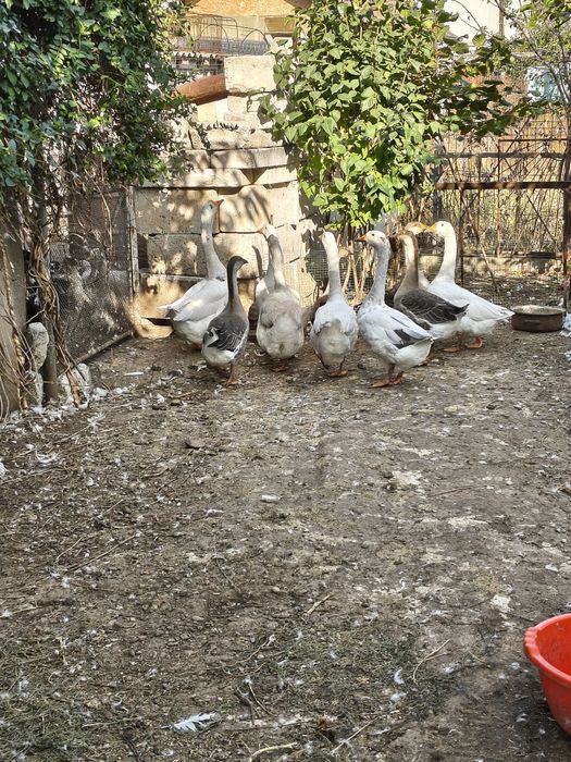 Boboci de gâscă de anul acesta