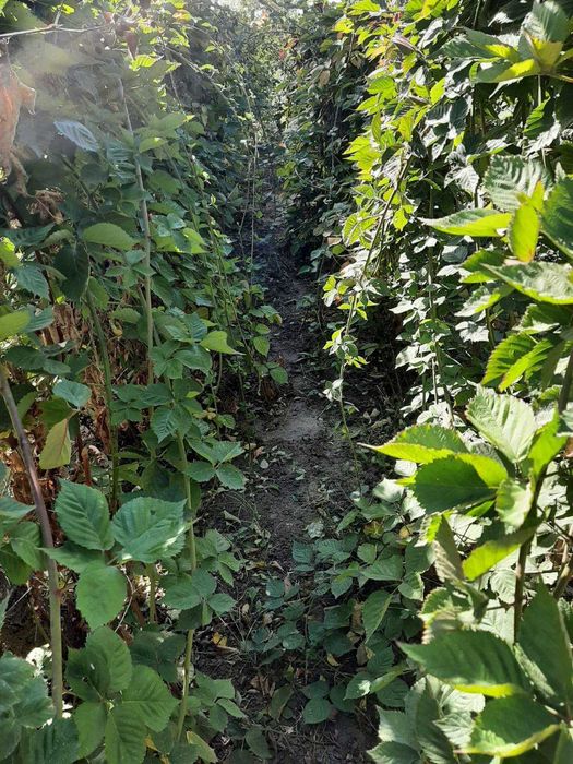 Anunț Vânzare  Butasi Muri, Nuci și Smochini