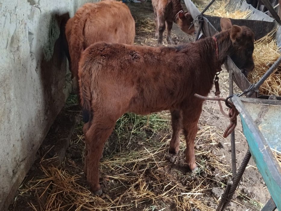 Ona bola sigir sotiladi