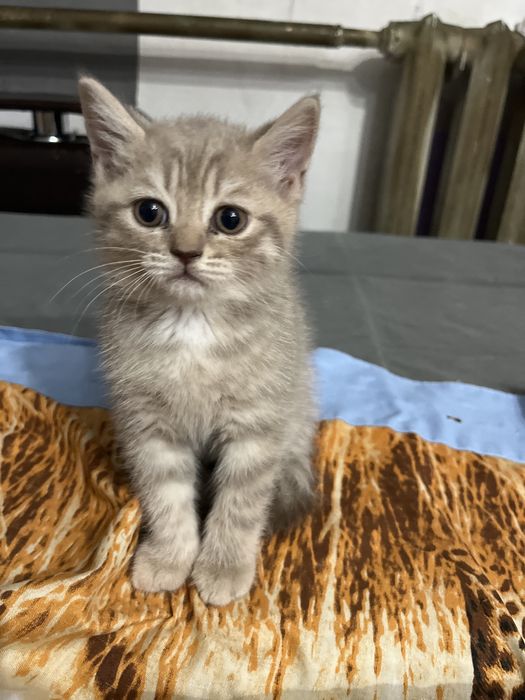 Шотландец скоттиш страйт ждет хозяйку