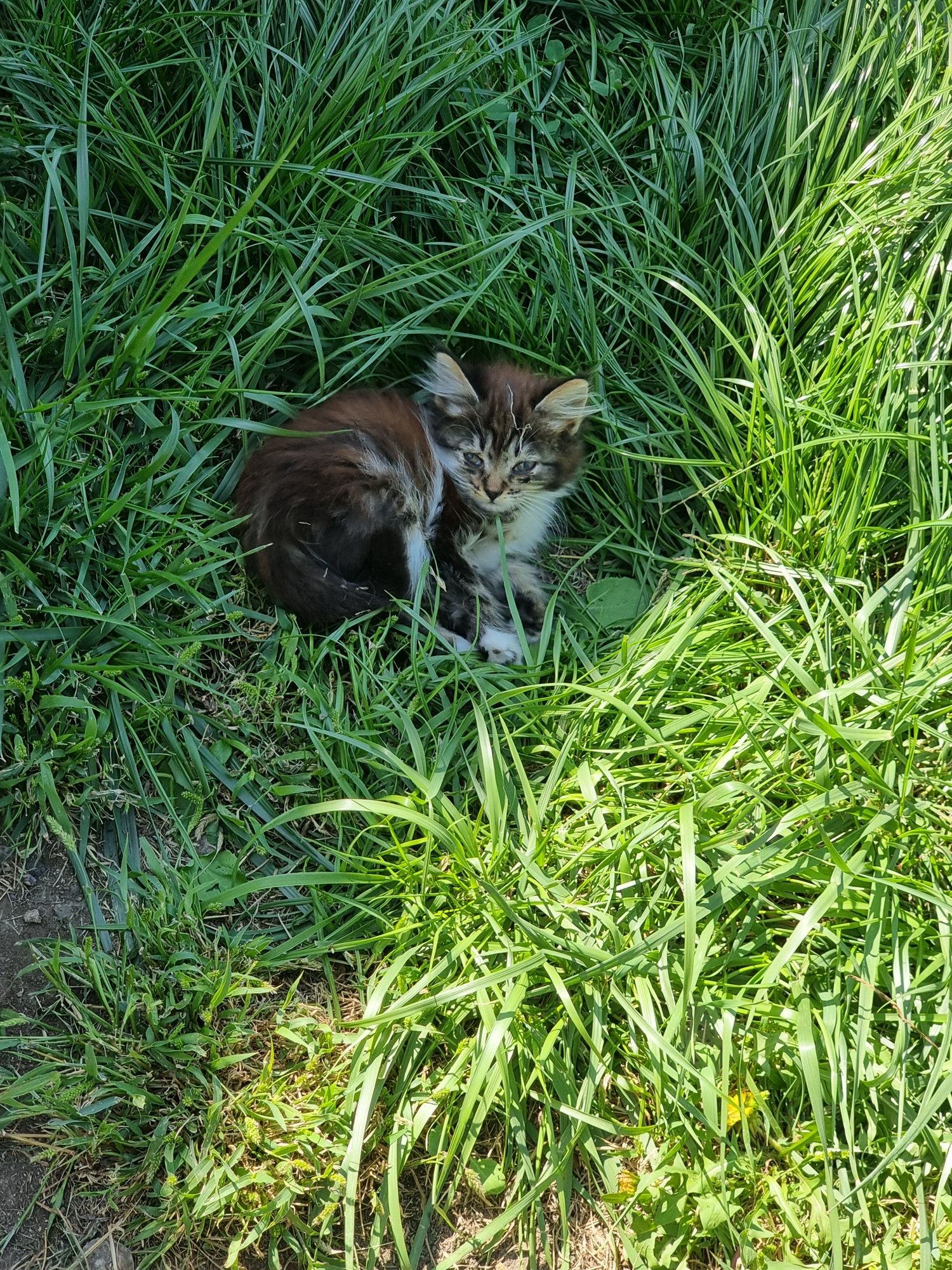 Игривые котята  ищят любящих хозяев