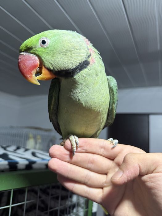 Preț negociabil Papagal  marele Alexander