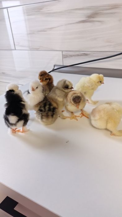 Vind oua pentru incubat 12 lei bucata