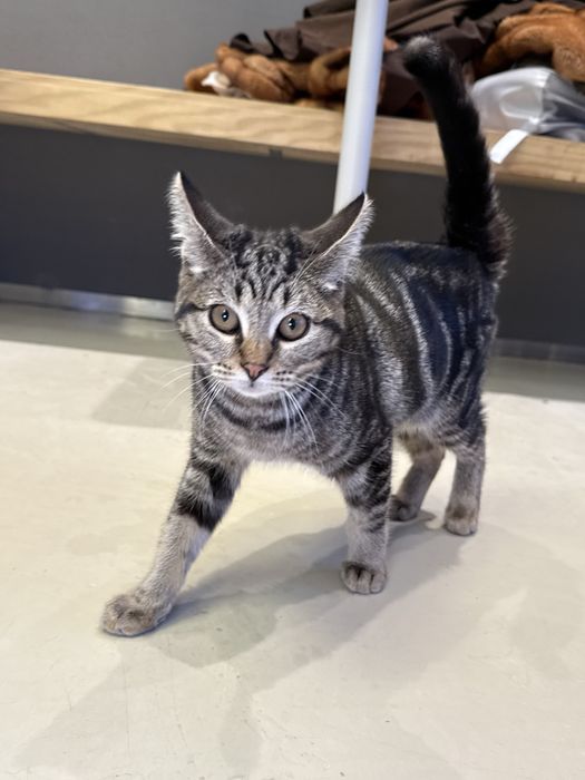 Котенок ищет семью