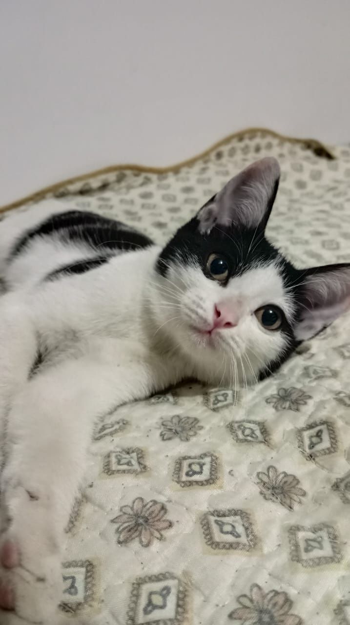 Срочно нужен дом котёнку и кошке