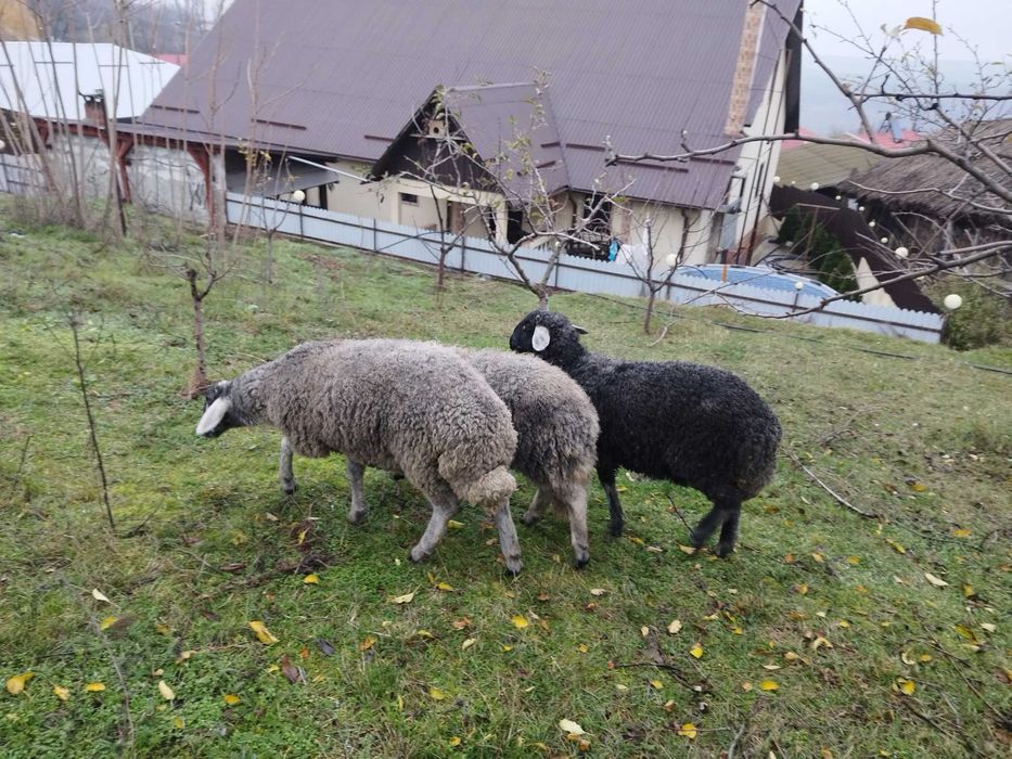 Vand 3 carlani karakol