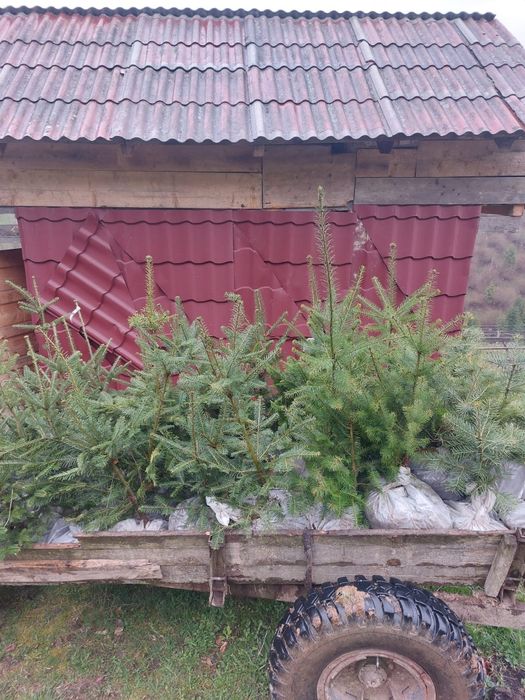 Brazi Abies fraseri cu balot de pamant- calibru 60-80 cm