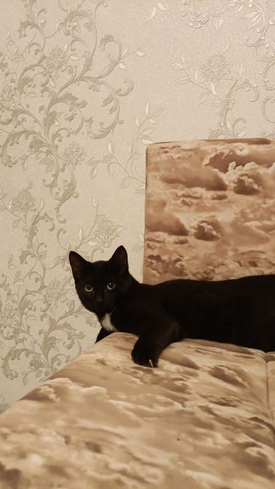 Отдам котенка, в связи с переездом.