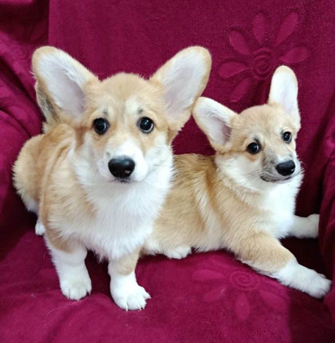 Щенки корги чистокровные