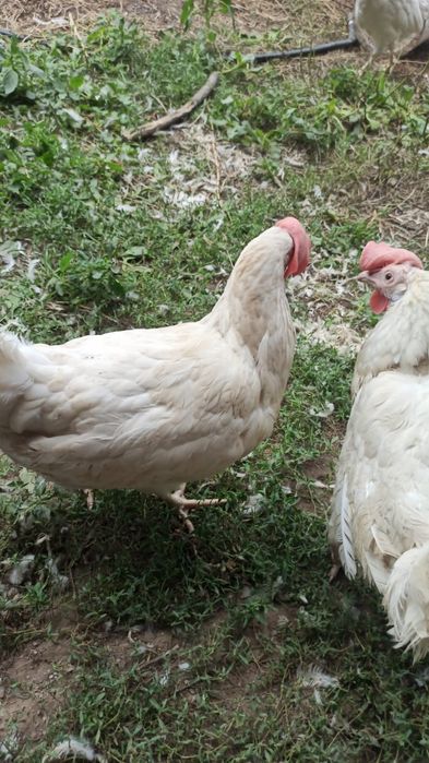 Продаю домашних кур несушек