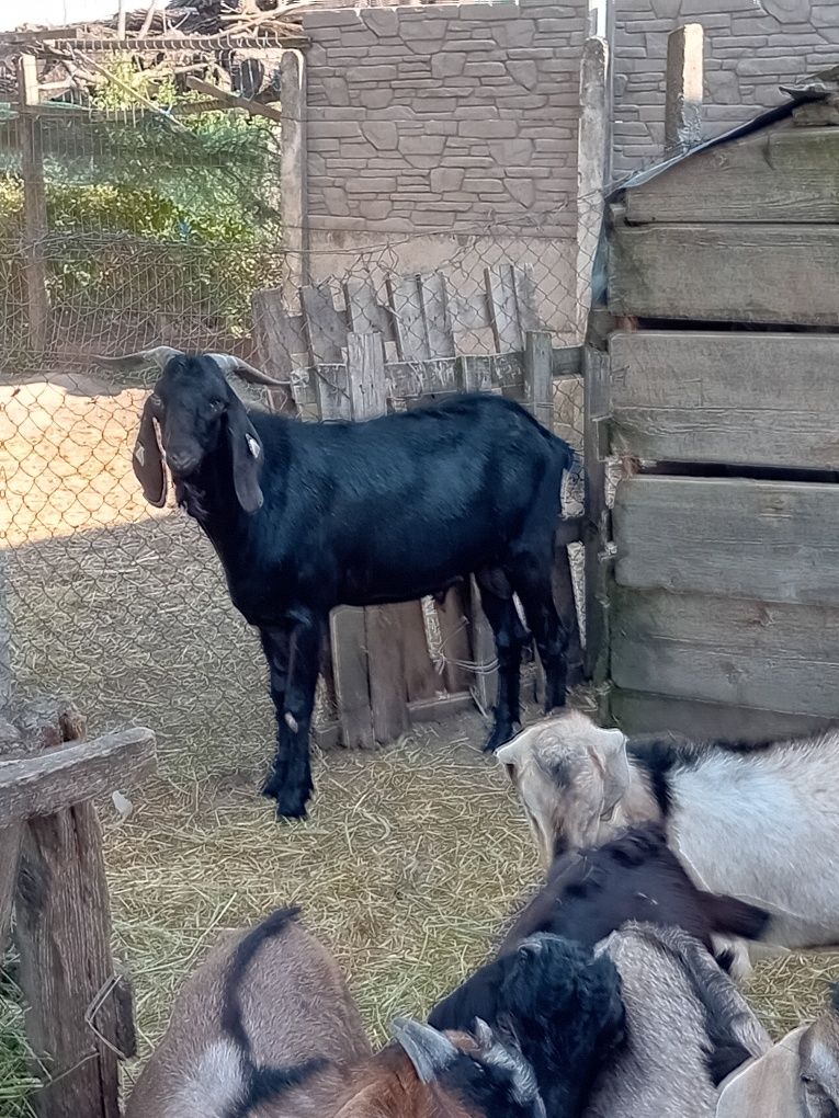 Tapusori Anglonubiane de vanzare