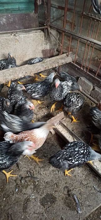 Цыплята виандот 5 месяцев