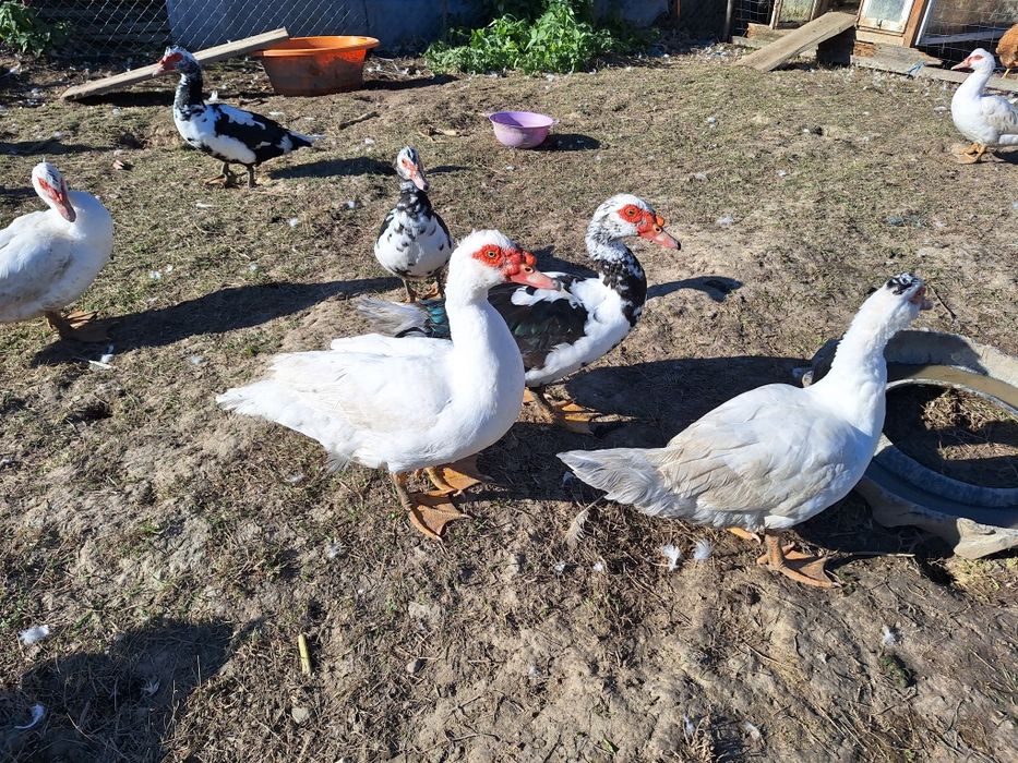 Rațe mute si rățoi la alegere