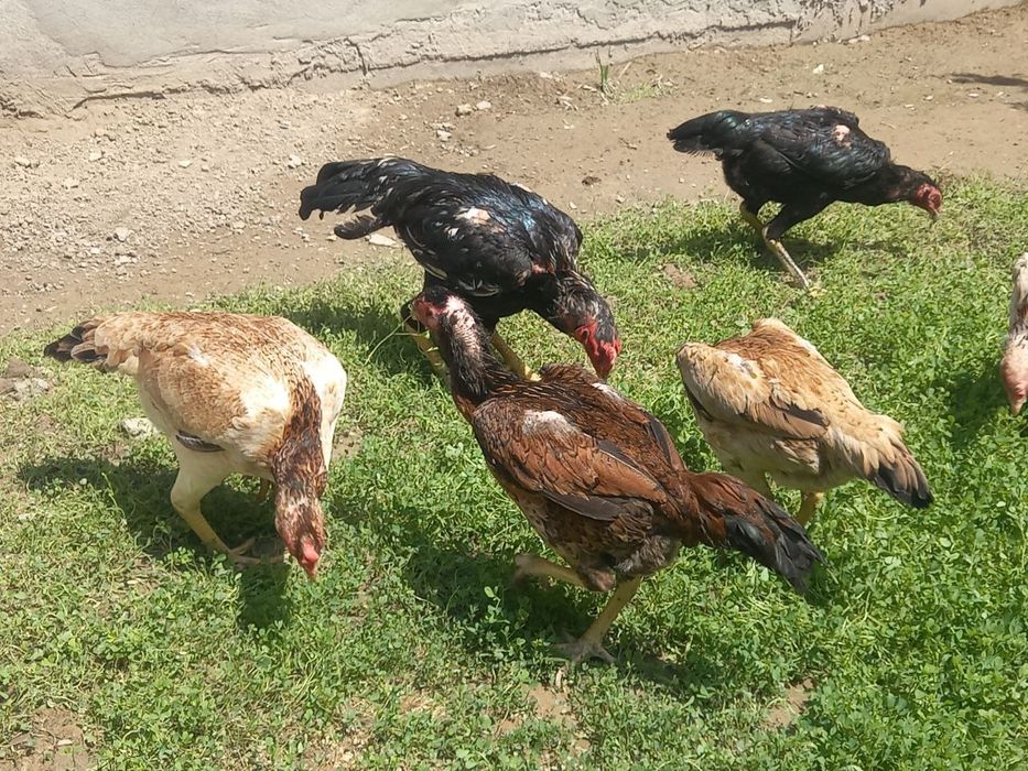 Дакан шамо 100 тали жужалари ва тухумлари сотилади