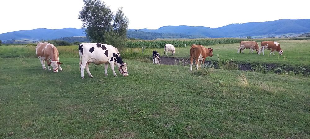 Vând vaci la prima și a doua fătare Baltata Românească